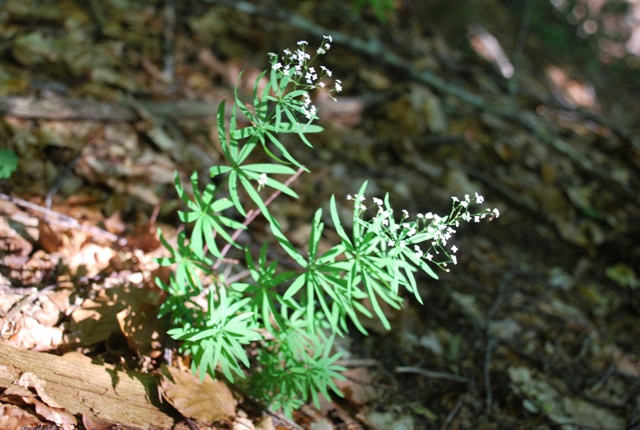 Galium o Asperula? Galium del gr. sylvaticum